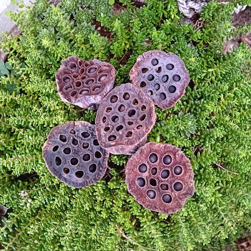 susina_lotos sušina LOTOS
