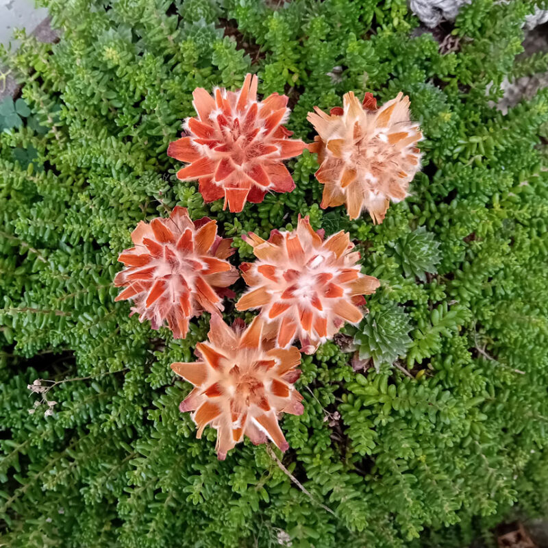 sušina PLUMOSUM