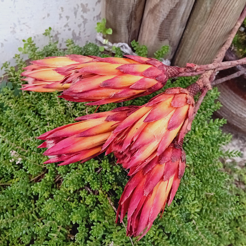 susina_protea_1 sušina PROTEA